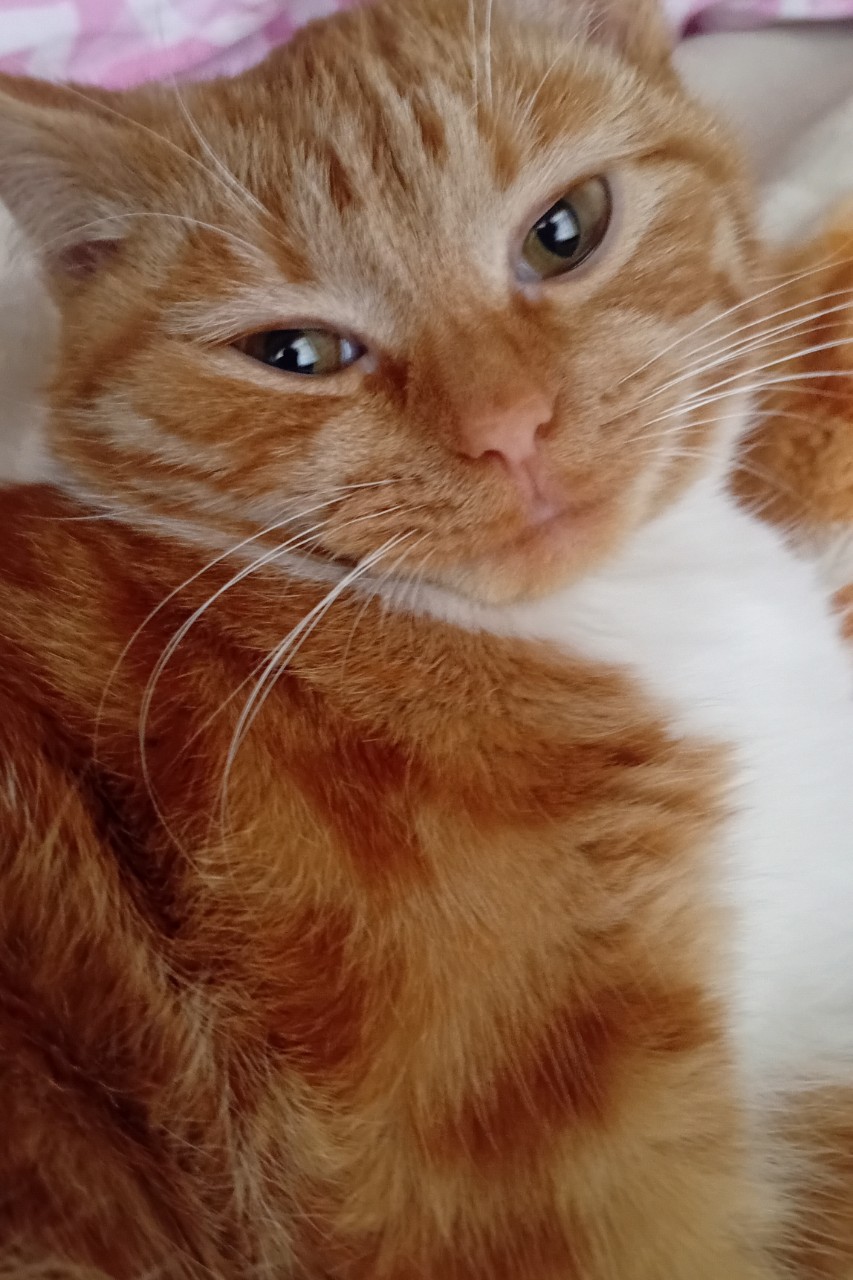 Всем летнего и хорошего 
настроения от Анфисы .
#кошка #котики #кот [#питомцы ](питомцы)#животные 
#лето