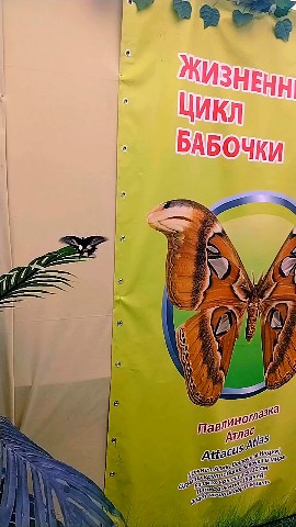 makurinakhalaman в LOOKY. . Мир живых бабочек