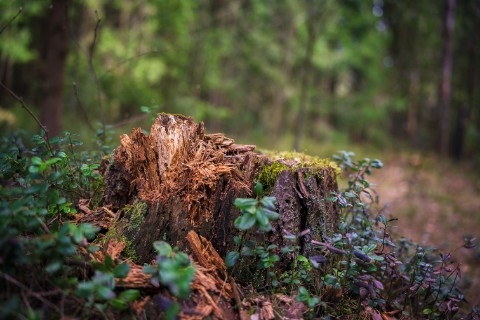 poboruev_landscape в LOOKY. #пейзаж,#лес,#пень,#весна,#брусника,#фотоприроды,#природноефото. И даже пень,
В апрел...