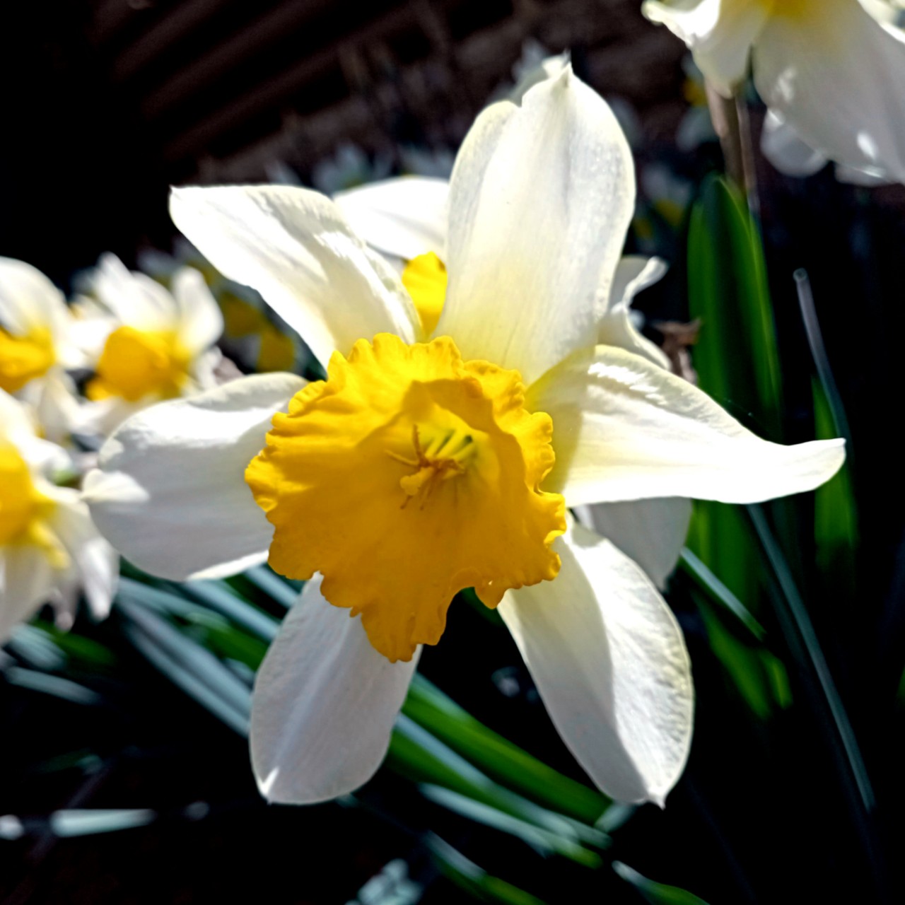 #цветы #flowers