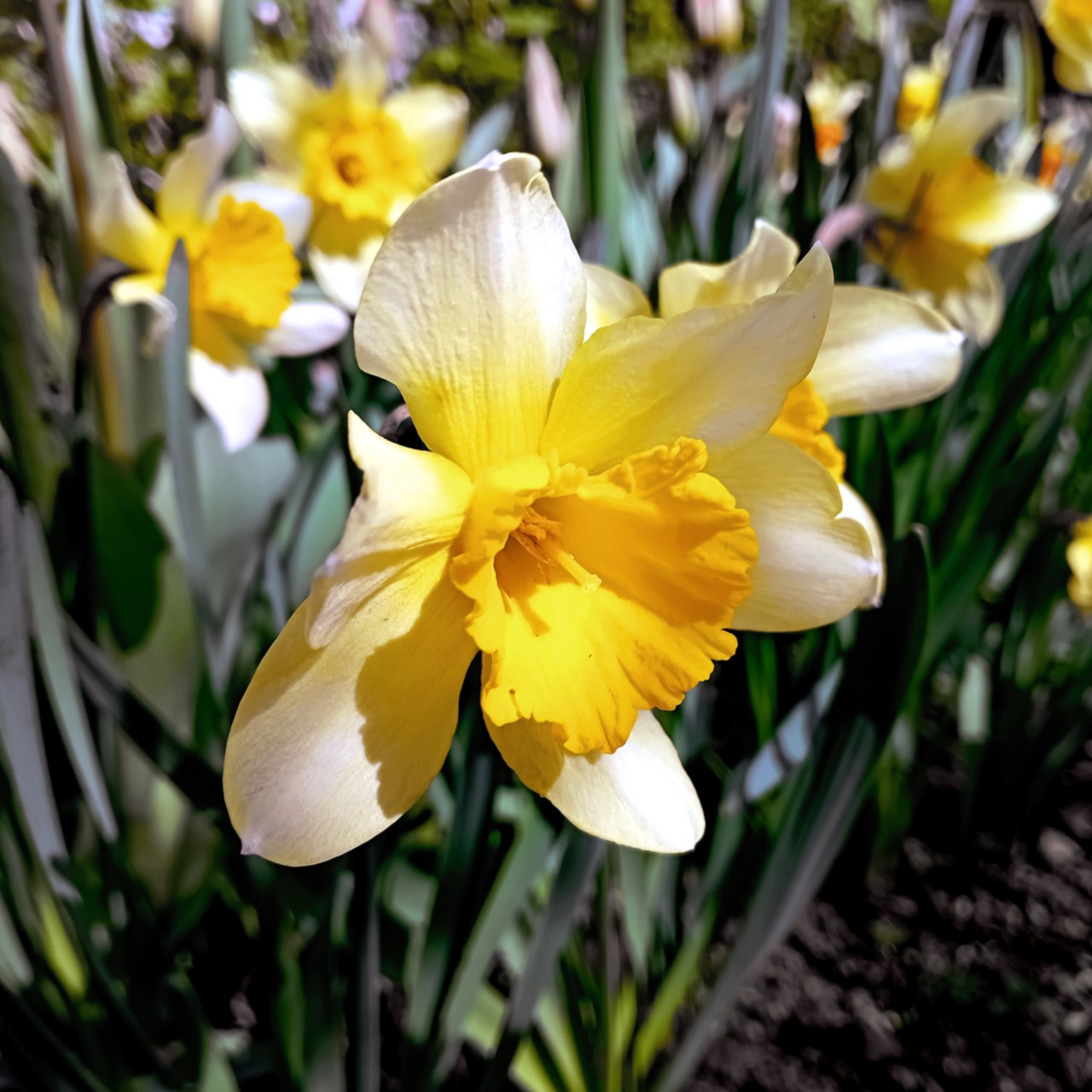 volkov в LOOKY — фото 6
