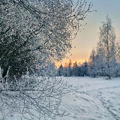 Ирина в LOOKY. #зима,#рассвет,#закат,#лес,#природа,#пейзаж. .
Дни в декабре коро...