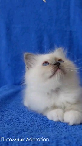 sacredbirman в LOOKY. . Бирманский котенок (...