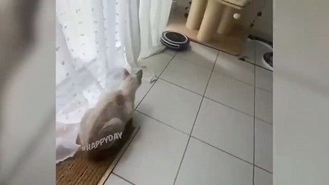 kudesnik83 в LOOKY. #funny,#cat,#jump,#animals. Jumping Cat 🤣


#fu...