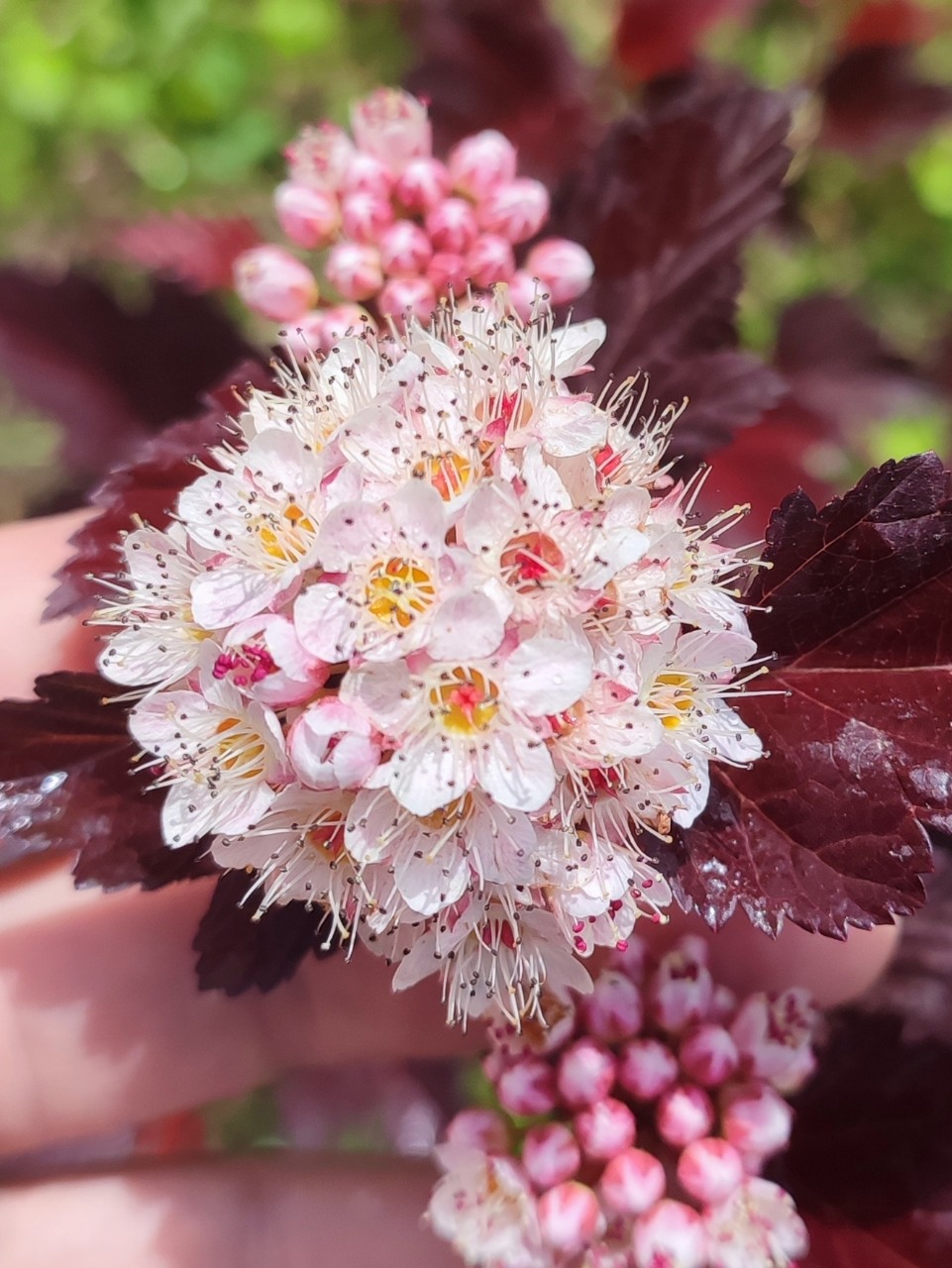 Пузыреплодник Andre 🌸
Милые пушистые соцветия нежно-розового цвета выгодно смотрятся на фоне пурпурной листвы. Не менее декоративны и бутончики - словно розовые бусинки! 🩷 [#пузыреплодник ](пузыреплодник)[#вайягарден ](вайягарден)[#питомникрастенийспб ](питомникрастенийспб)[#сезон2025 ](сезон2025)