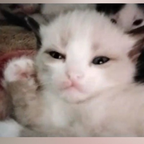 Ivan в LOOKY. . Im opasni lyti pon
