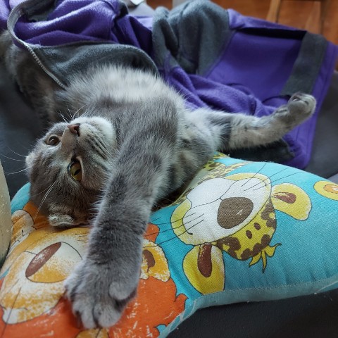 Мусиндра в LOOKY. #муся,#мусиндра,#котейка,#кошечка. До чего #муся устаёт...