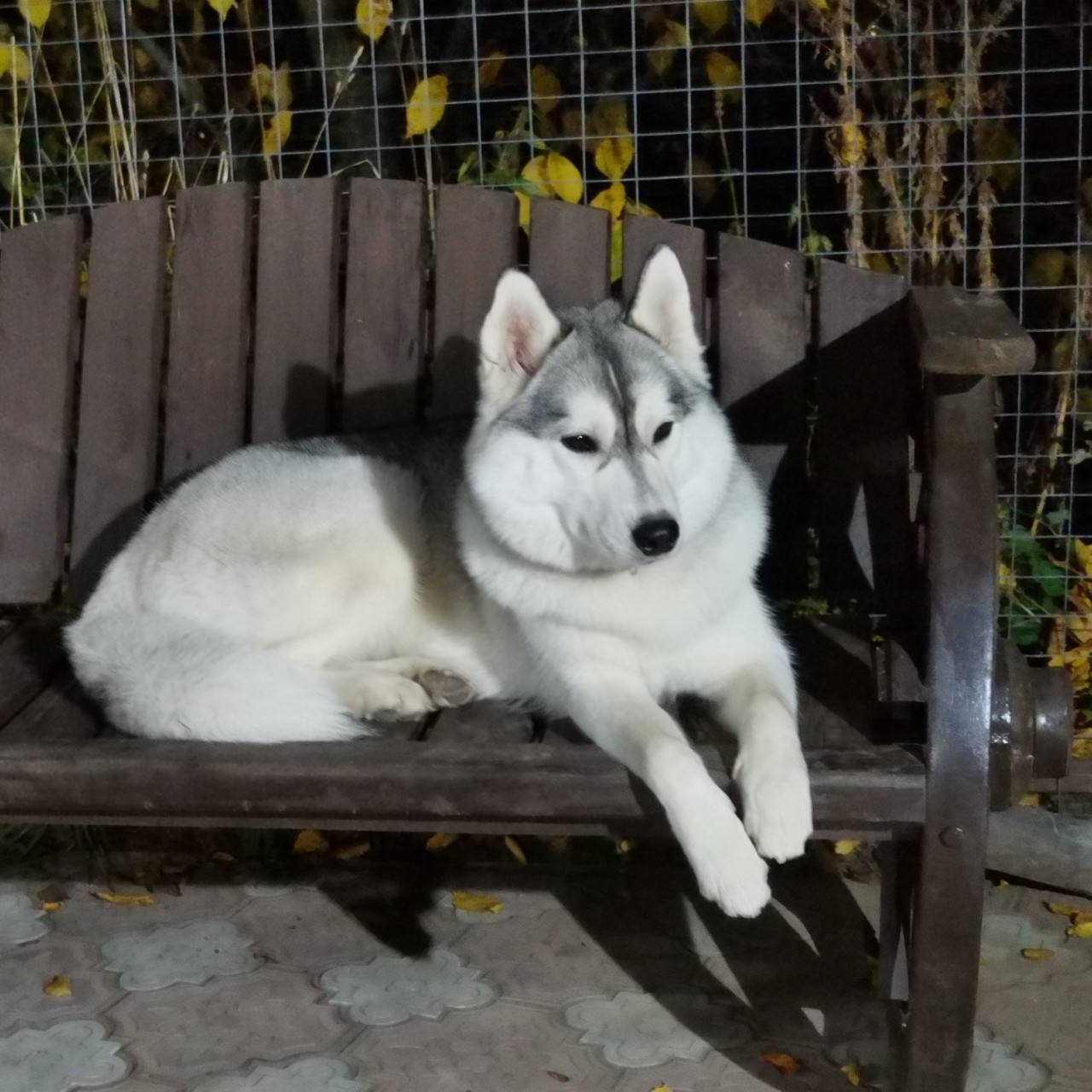 Константин Корзов в LOOKY. #хаски,#стая. Ветуся🤗 #хаски #ста...