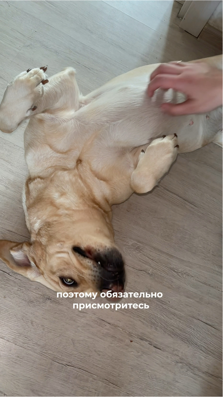 На связи лабрадор Бен-Бен в LOOKY. #307874530,#собака,#собакадругчеловека,#любовь,#малыш,#питомец. Мыло для лап — это с...