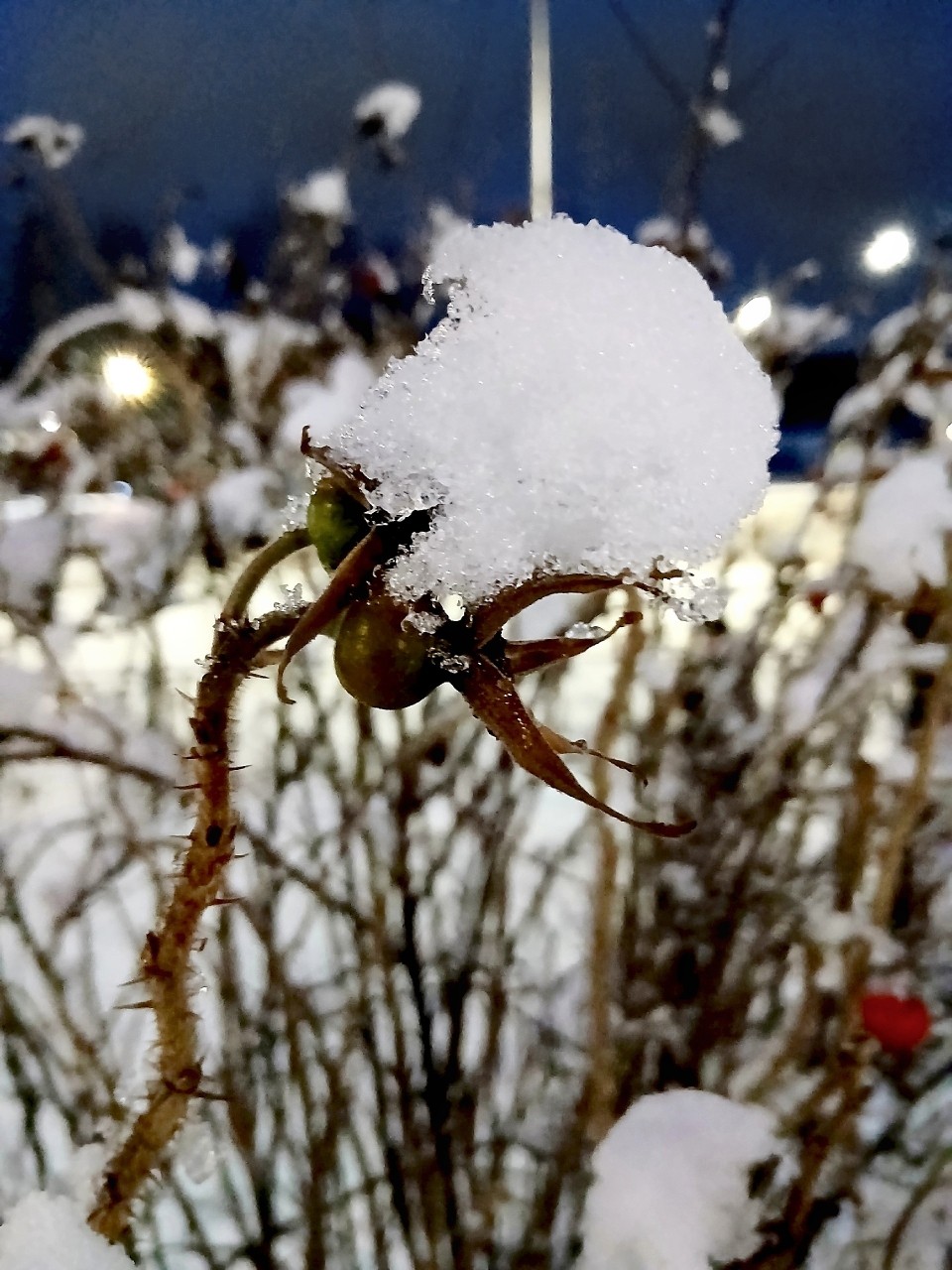 Виктор в LOOKY. #karelia,#karjala,#живувкарелии,#зима
#зимавпетрозаводске
#petroskoi,#petrozavodsk,#петрозаводск,#природа,#photonature,#naturephoto
#looky,#looky_official,#LOOKY_контент,#looky_you,#you,#looky_топ. С первым днём зимы,г...