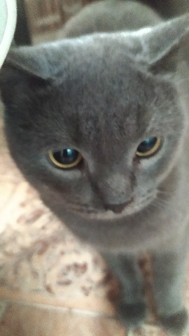 Лика в LOOKY. #кошки,#. Наш любимый злюка.Оч...