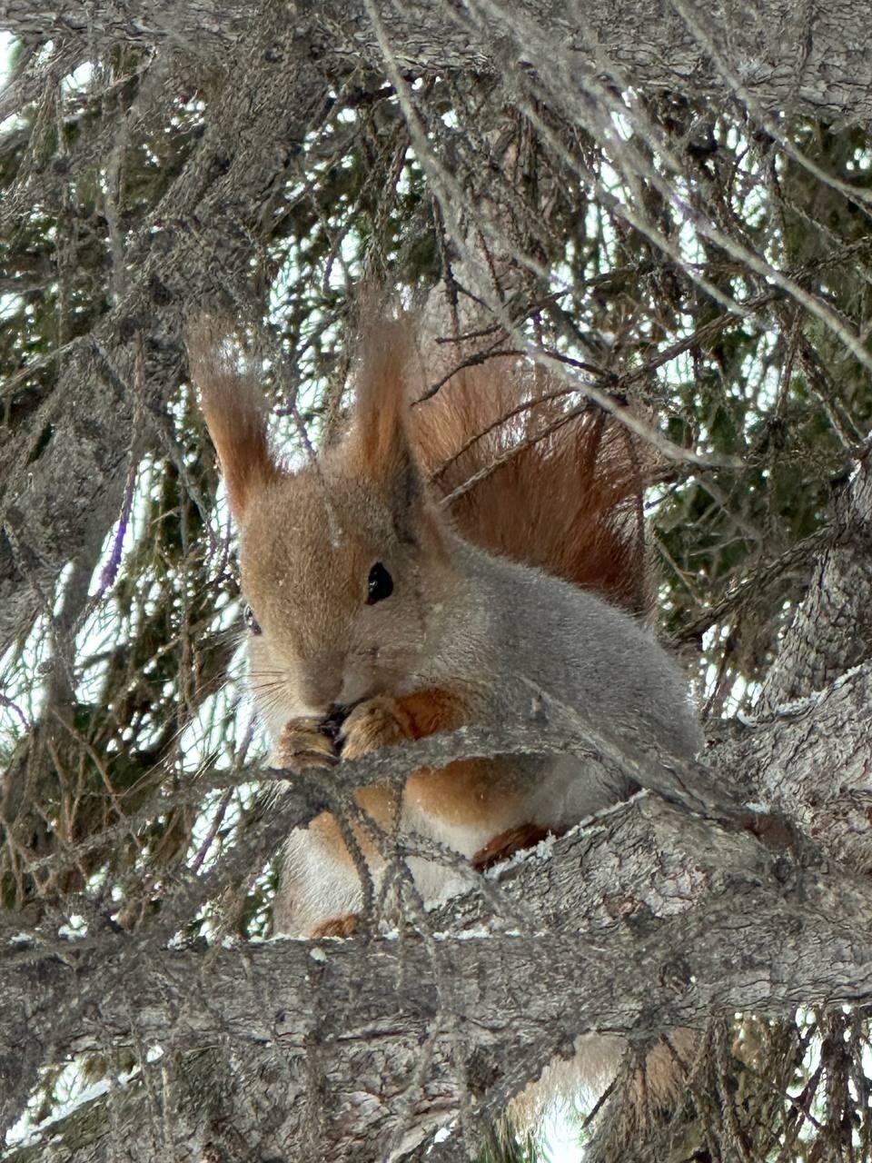  в LOOKY — 🐿