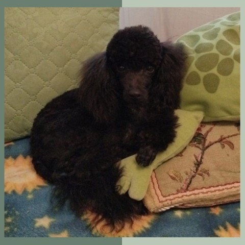 mariya.groomer в LOOKY. #пудель,#стрижкапуделя,#пудельстрижка,#стрижка,#стрижкаживотных,#грумер,#grooming,#groomer,#домашниеживотные,#питомец,#собаки. Мишель🥰 отдыхает по...