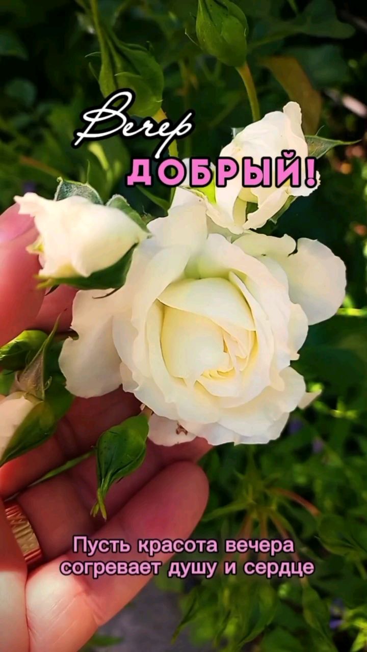 toma_tomira45 в LOOKY — Доброй ночи!
[#добрыйвечер ](добрыйвечер)[#доброеутро ](добр