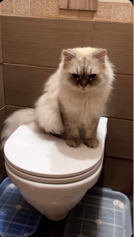 taik19.12.19 в LOOKY. . Утренний ритуал😸