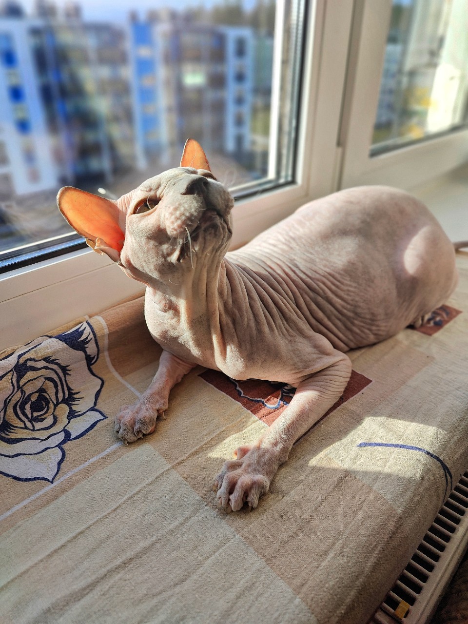 eva_sphynx_cat в LOOKY — фото 1