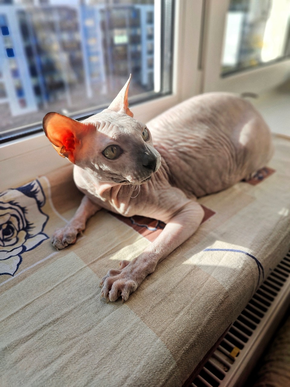 eva_sphynx_cat в LOOKY — фото 3