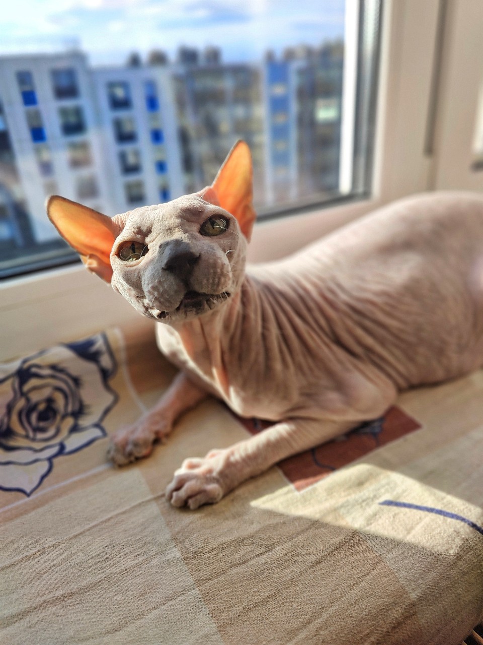 eva_sphynx_cat в LOOKY — фото 2