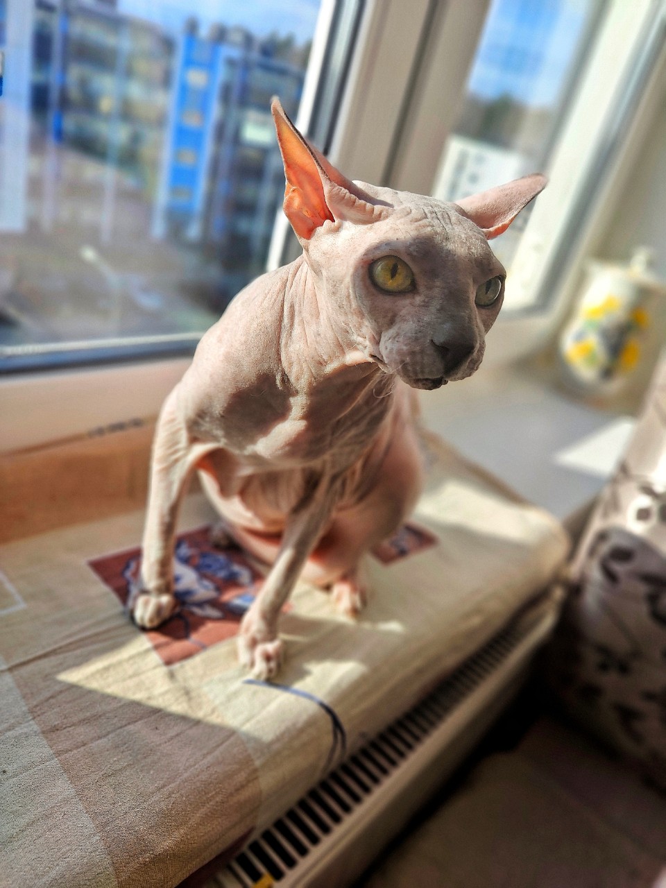eva_sphynx_cat в LOOKY — фото 4