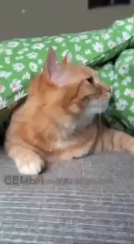 Tatiana Ubushaeva в LOOKY — публикация