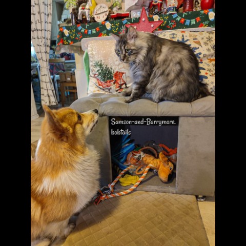 samson_and_barrymore.bobtails в LOOKY. #corgi,#corgipuppy,#corgilife,#corgination,#corgicommunity,#corgigram,#pembrokecorgi,#собакадругчеловека,#курильскийбобтейл,#kurilianbobtail,#котдня,#котипес,#безкотаижизньнета,#мыизкотограма,#looky,#looky_топ,#looky_official. .
Каникулы школьные ...