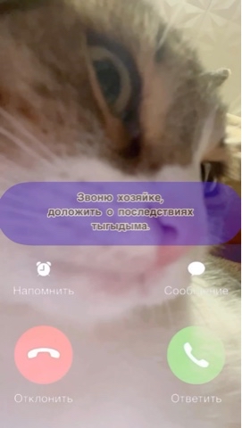 wow_fay в LOOKY. #юмор. Для настроения 🤗 Зв...