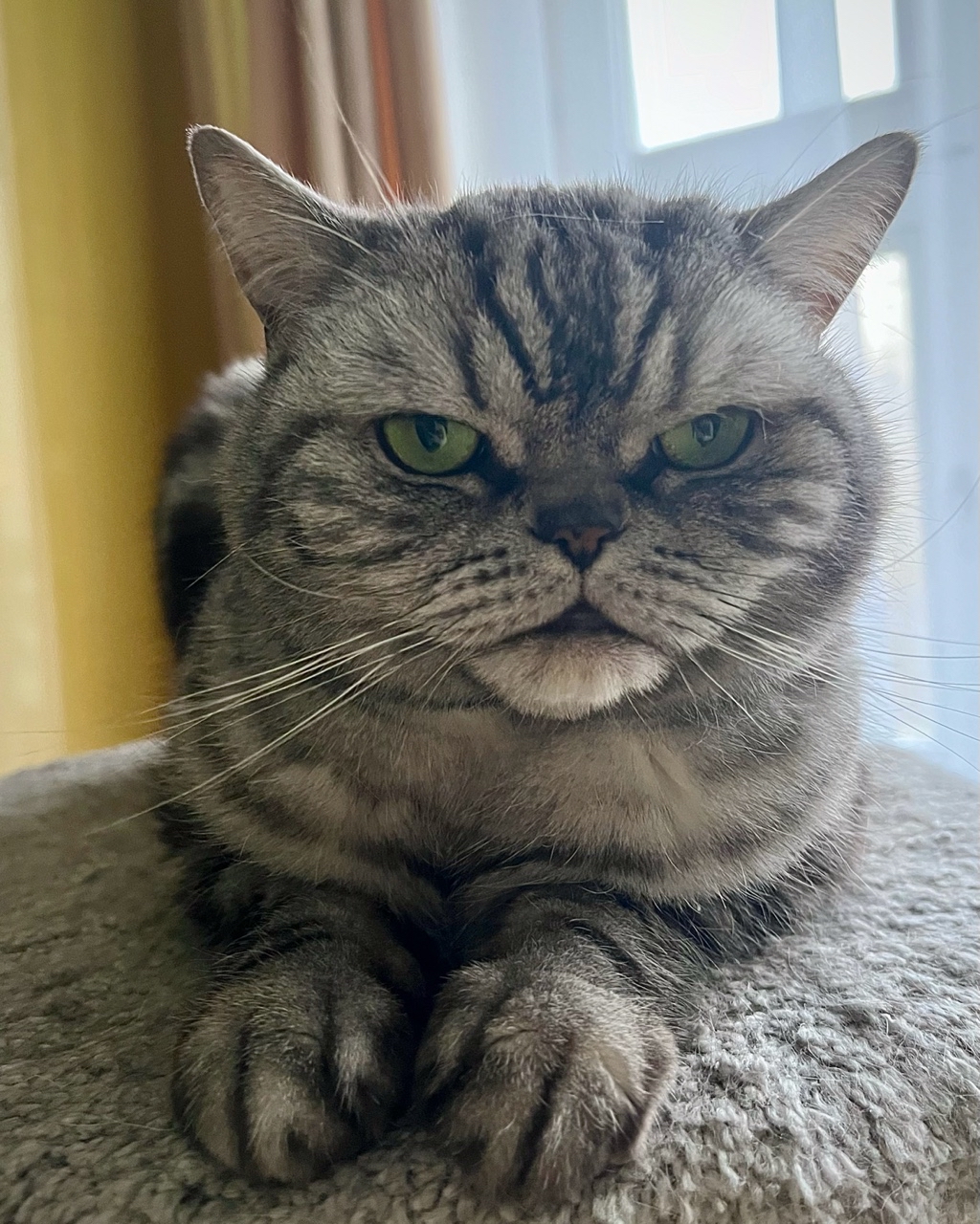 british_mars_cat в LOOKY — публикация