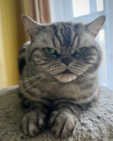 british_mars_cat в LOOKY. . 