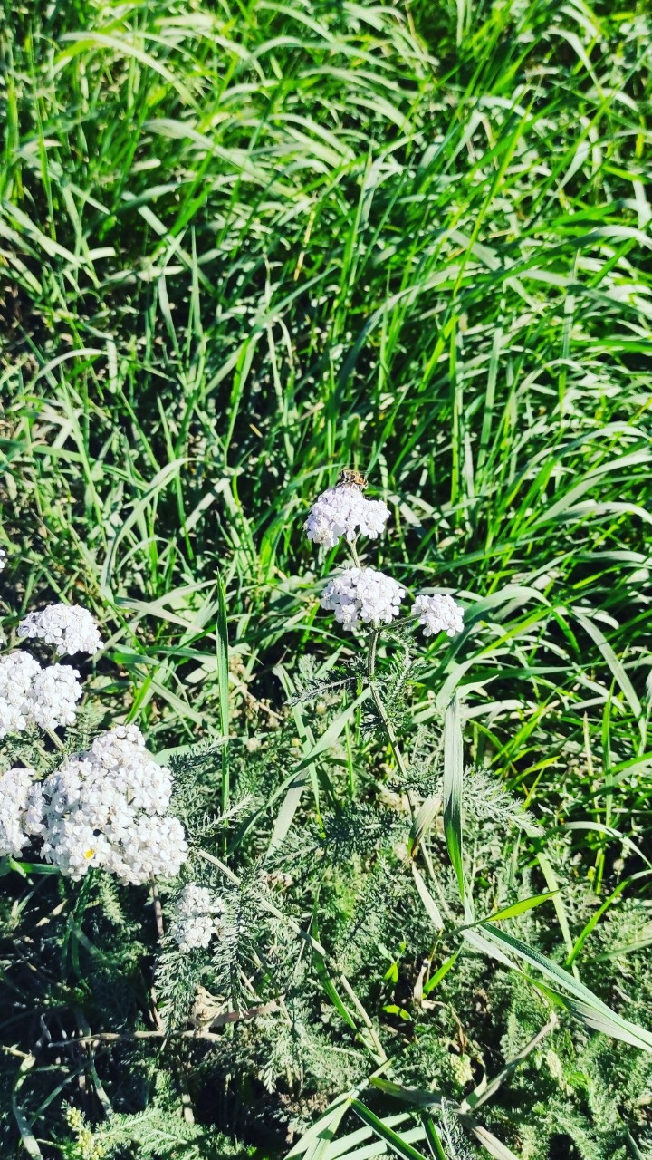 🌼 Тысячелистник обыкновенный: Зелёный лекарь природы! 🌼

Среди лесов и лугов, на опушках и полях, растёт удивительное растение — тысячелистник обыкновенный. Это скромное, но невероятно полезное растение имеет множество секретов, которые стоит раскрыть!

🌱 Лекарственные свойства: Тысячелистник на протяжении веков использовался в народной медицине. Его листья и цветы обладают противовоспалительными и кровоостанавливающими свойствами. Чай из тысячелистника помогает при простудах, улучшает пищеварение и снимает стресс.

🌸 Аромат и красота: Цветки тысячелистника не только полезны, но и красивы! Их мелкие белые или розовые соцветия создают живописные поляны, привлекая пчёл и бабочек, что делает это растение важным элементом экосистемы.

🌿 Природный антисептик: Тысячелистник содержит эфирные масла, которые обладают антисептическими свойствами. Это делает его отличным средством для обработки мелких порезов и ссадин.

🍃 Универсальный помощник в саду: Тысячелистник не только полезен для здоровья, но и в садоводстве! Он привлекает полезных насекомых, таких как божьи коровки и пчёлы, которые помогают в опылении и контроле вредителей.

🧙‍♀️ Магические традиции: В некоторых культурах тысячелистник считается магическим растением. Считалось, что его цветы защищают от злых духов и приносят удачу.

💚 Легкость в уходе: Это растение не требует особого ухода и прекрасно чувствует себя в любых условиях, что делает его идеальным выбором для садоводов-новичков.

Тысячелистник обыкновенный — это не просто растение, а настоящий подарок природы, который сочетает в себе красоту и полезные свойства. Добавьте его в свой сад и откройте для себя все его тайны! 🌼✨

#Тысячелистник #Природа #Здоровье #Садоводство #НароднаяМедицина