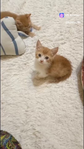 Котлин_Остров_Котов_Кронштадт в LOOKY. #спасликотят,#спасликота,#приют,#помощьживотным,#cat. #спасликотят #спасли...