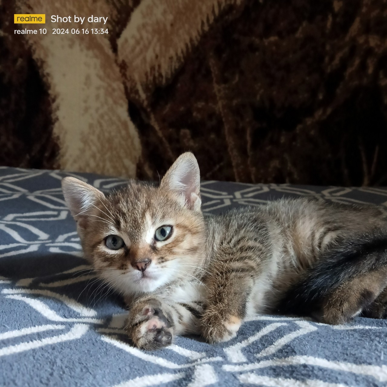 Тиграша. 
Ловит мышей не хуже мамы
[#cat ](cat)[#catlover ](catlover)