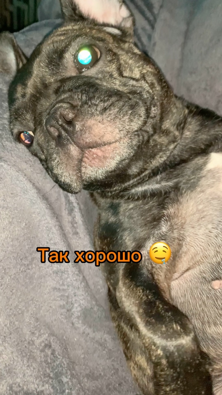 _bulldog__family_ в LOOKY. . Хорошо 🤤