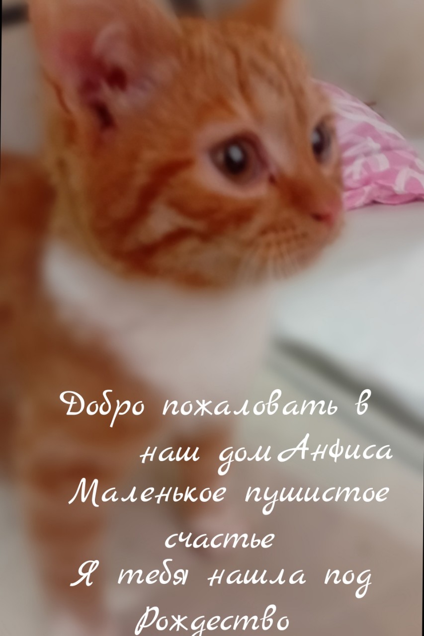 semenovaokoksana в LOOKY — Искала с декабря рыжего котенка и сегодня нашла. Утро начало