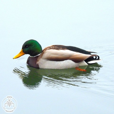 dar7_27 в LOOKY. #птицы,#животные,#природа,#ДНР,#Donbass,#DPR,#birds,#aves,#фотография. Утка-кряква (Anas pl...