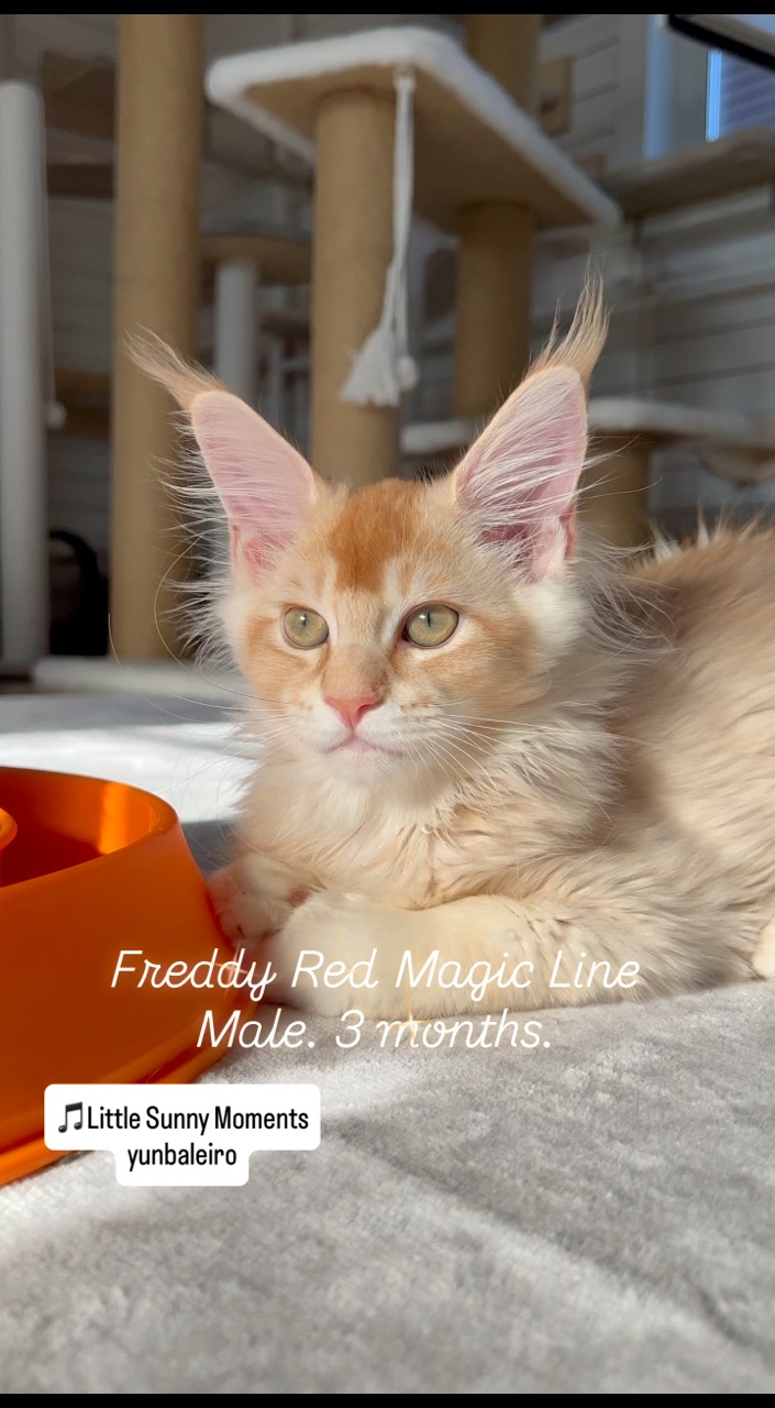elena.vishneva в LOOKY. #redmagicline,#mainecoonkitty,#mainecoonlover,#мейнкункотята,#redsilvermainecoon. Большие уши с пушист...