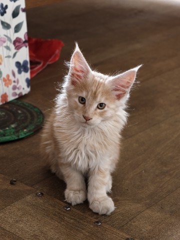 Мия в LOOKY. #kitty,#cat. Сижу, гляжу... 😇😼�...