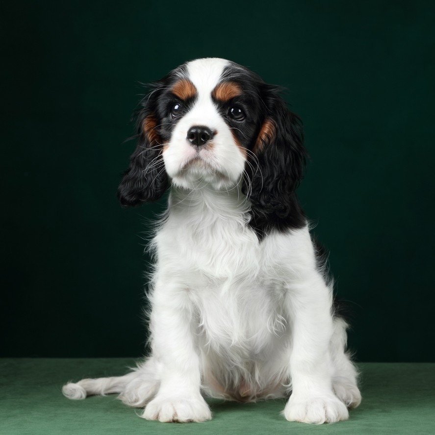 puppengame in LOOKY