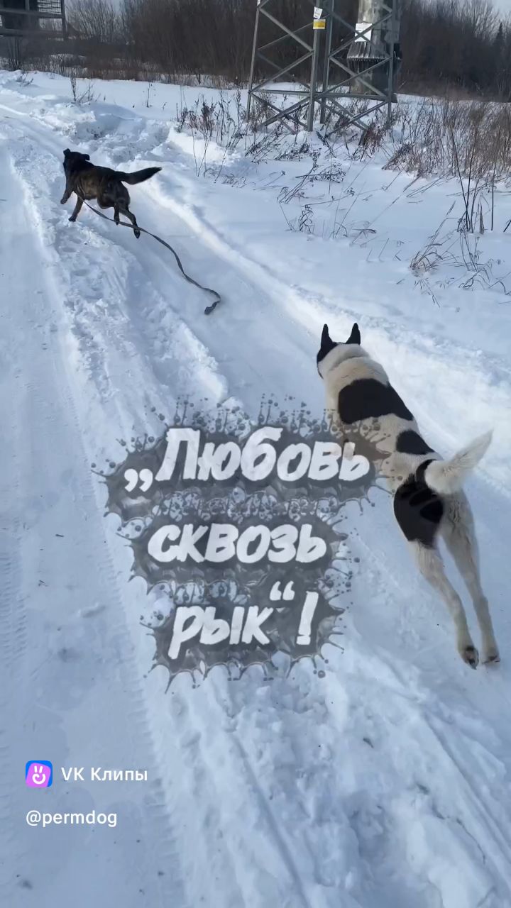 Лена Козлова в LOOKY — Представляем первый в мире конкурс «Любовь сквозь рык»!
Паро