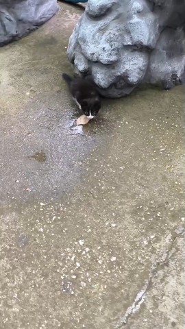 Брали котенка, а оказался зверь.