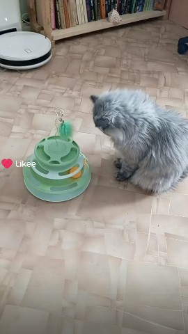 likazotova58art в LOOKY — Маркиза и новая игрушка.