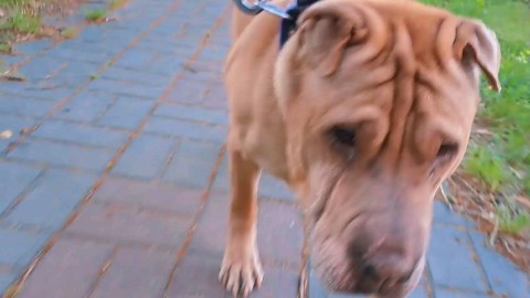 Looky_1694160901325 в LOOKY. . 🐕 на прогулке