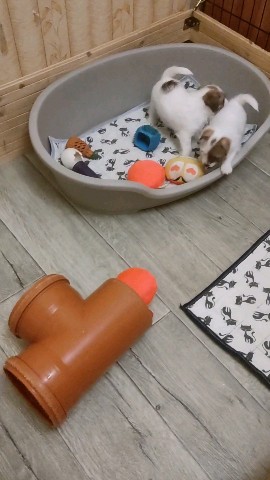 allegro_diavoletto_kennel в LOOKY. #коверручнойработы,#щенкиджекрасселтерьер,#милыйщенок,#дртщенки,#джекушка. Будни в детском саду...
