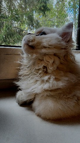 Babyka в LOOKY. #пипидастр,#шотландец,#кот,#белыйкот,#котэ,#дыбр. Добавлю белого в тем...