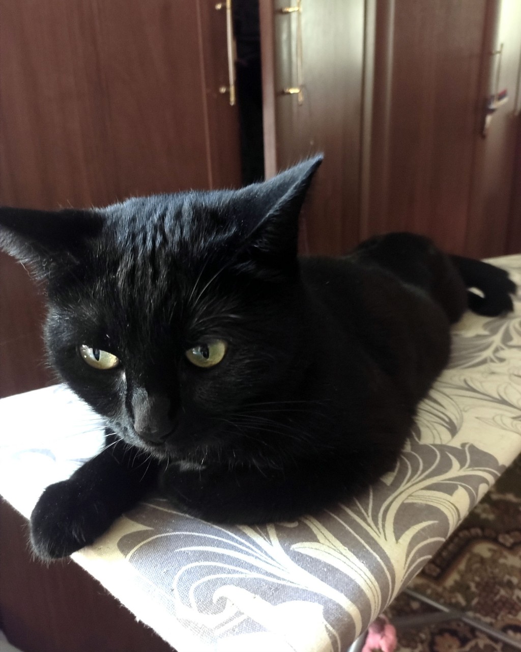 Деловая колбаса 
#клякса #котики #чернаякошка#домашниеживотные # киска