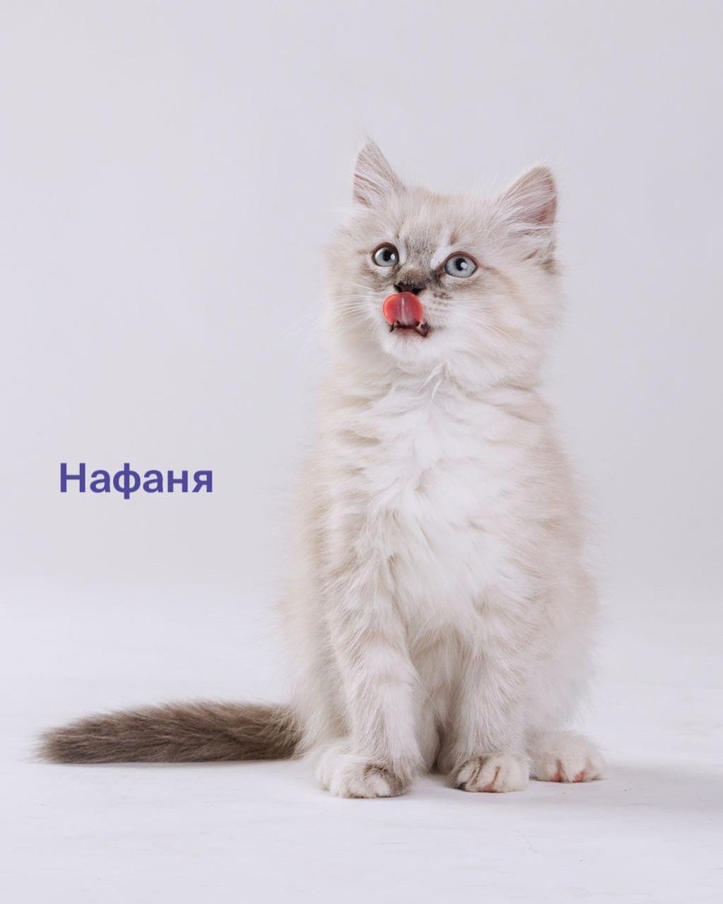 LOOKY бизнес в LOOKY — фото 6