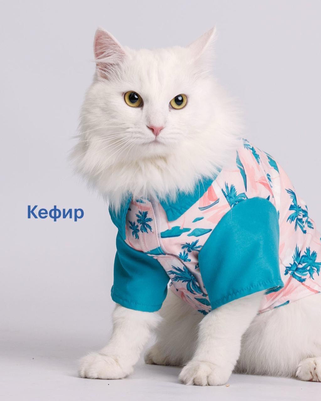 LOOKY бизнес в LOOKY — фото 2