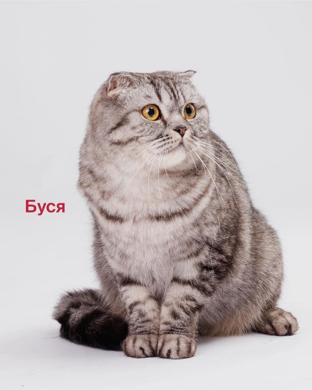 LOOKY бизнес в LOOKY — фото 4