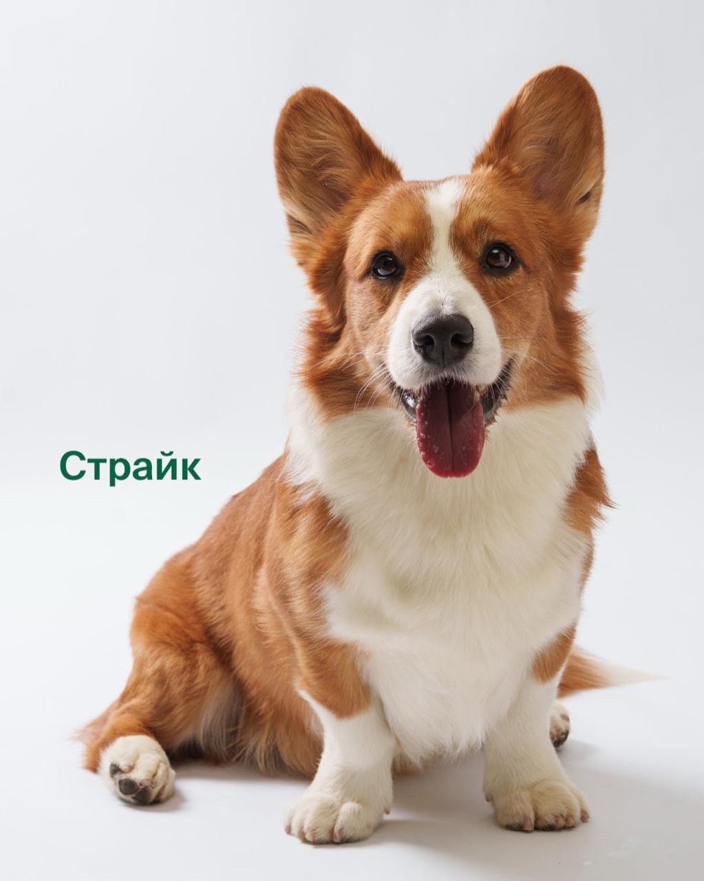 LOOKY бизнес в LOOKY — фото 7