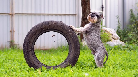 Leeny_a в LOOKY. #цвергшнауцер,#шарташ,#Роки,#zwergschnauzer,#miniatureschnauzer,#служебнаясобака,#фотосессия,#nikon,#helios,#гелиос,#гелиос44,#helios44,#боке,#photographer,#photo,#photography. #цвергшнауцер #шарта...