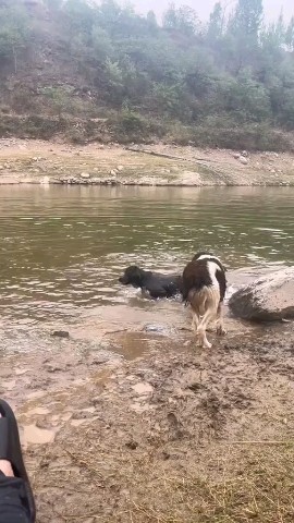 Дама с собачкой в LOOKY. . И зачем я это все вы...